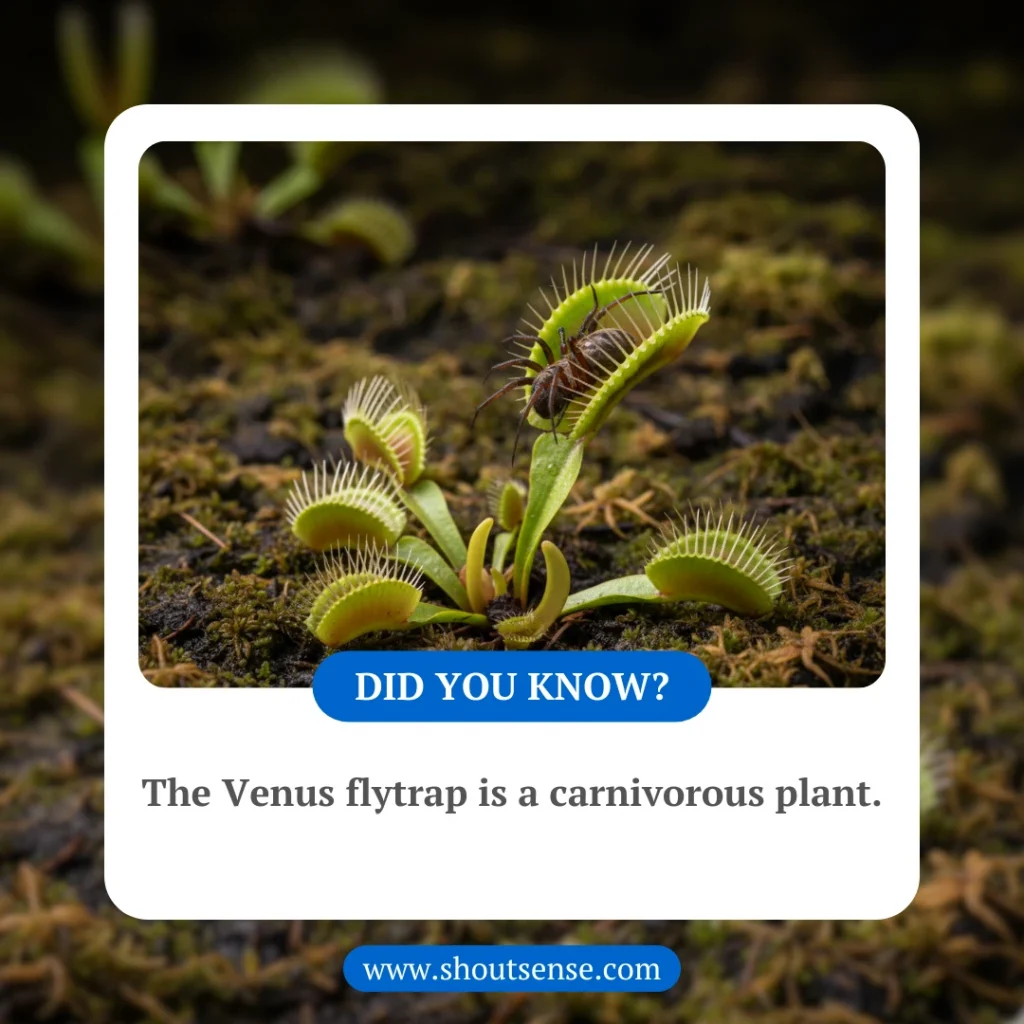 The Venus Flytrap Is A Carnivorous Plant 1024x1024